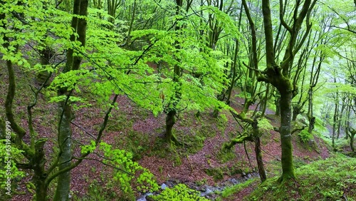 Beech forest in spring in the Hayal of Aloños. Municipality of Villacarriedo. Pas Valleys. Cantabria. Spain. Europe photo