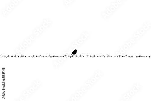 Birds on wire. Vector image. White background. 