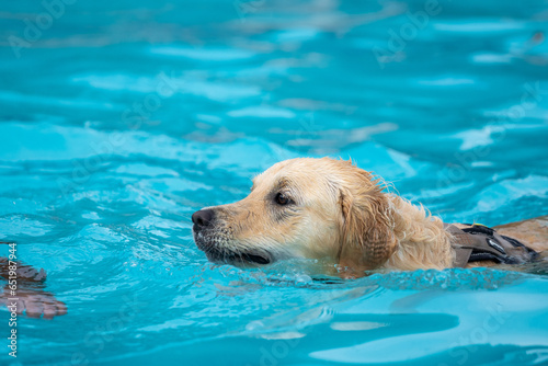 golden retriever in the pool