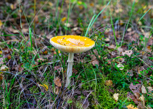 Amanita muscaria or fly agaric is a red and white spotted poisonous mushroom, a mushroom in the autumn  forest