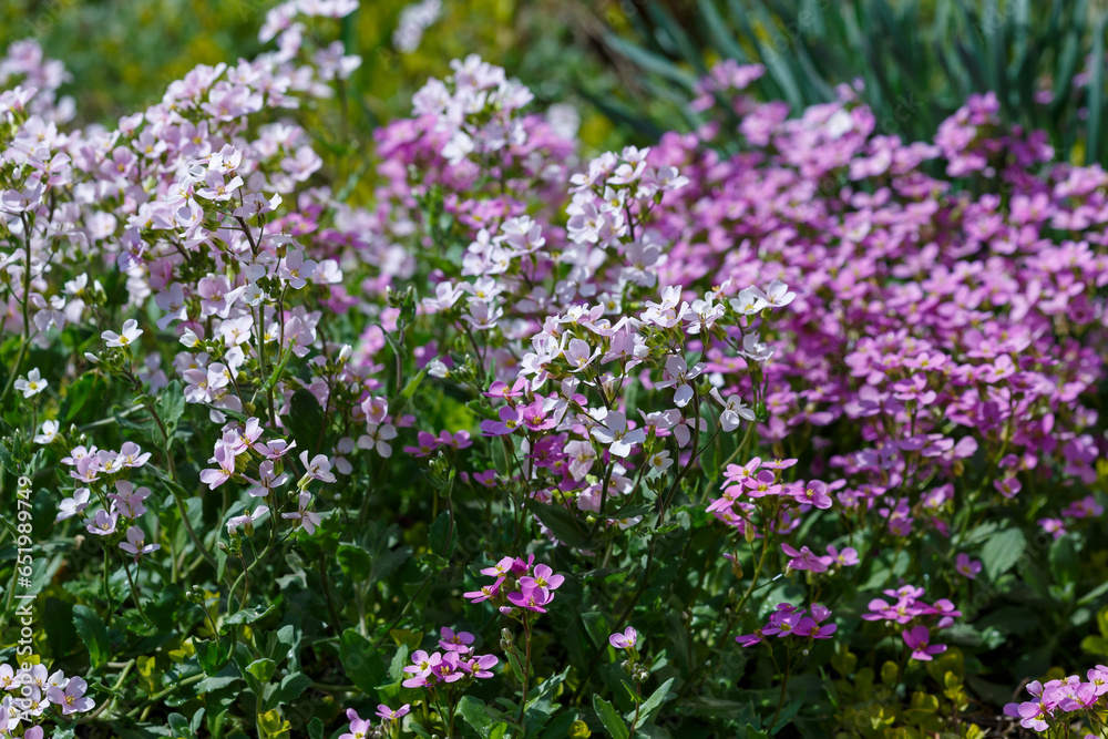 Rezuha ( lat. Arabis х arendsii) in bloom in spring garden