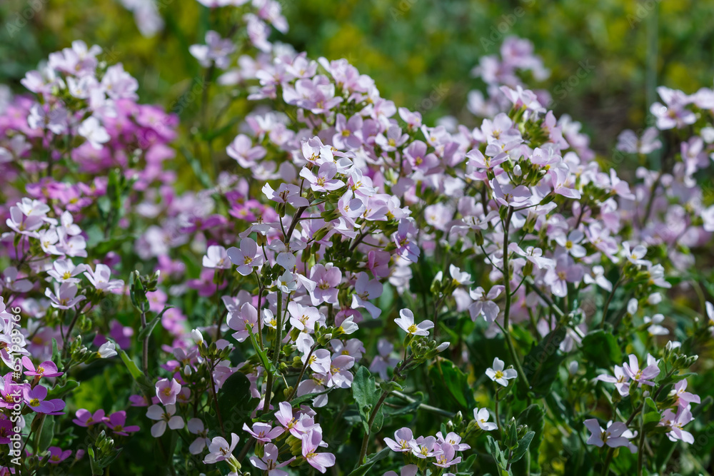 Rezuha ( lat. Arabis х arendsii) in bloom in spring garden