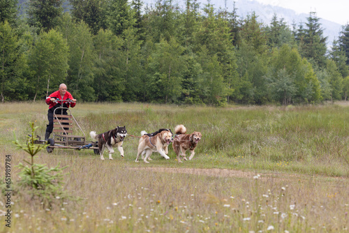 Canvas Print Man with Malamute dogs pulling cart