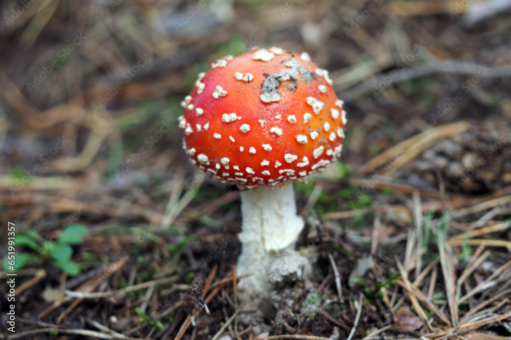 Red amanita, Fly Agaric in a natural environment Red amanita, Fly Agaric in a natural environment