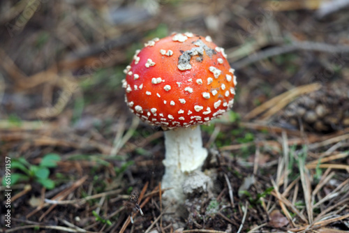 Red amanita, Fly Agaric in a natural environment