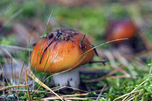 Boletaceae, mushroom forming fungi, in natural environment