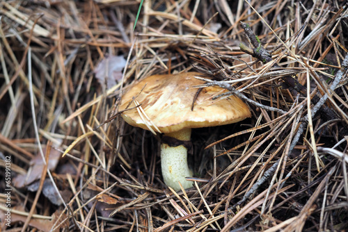 Boletaceae, mushroom forming fungi, in natural environment