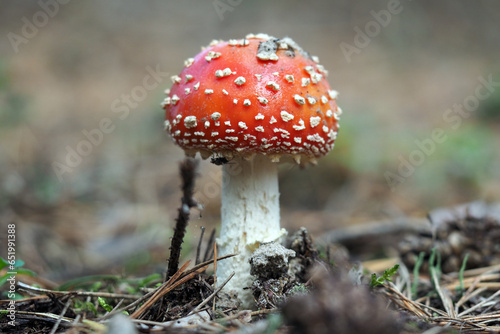 Red amanita, Fly Agaric in a natural environment
