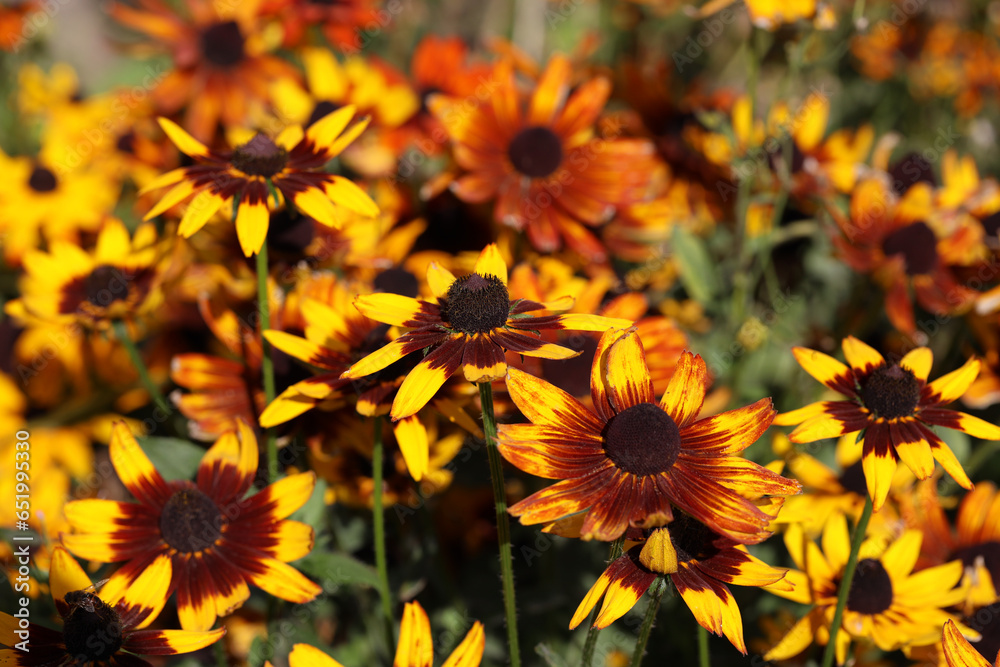 Yellow-red flowers with a black center in the autumn garden, blooming rudbeckia flower black-eyed susan, nice background Yellow-red flowers with a black center in the autumn garden, blooming rudbeckia flower black-eyed susan, nice background