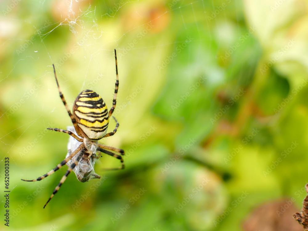 Close-up of a Wavy-rayed argiopod devouring its prey. Close-up of a Wavy-rayed argiopod devouring its prey.