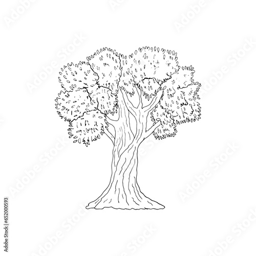 Hand-drawn olive tree, isolated on a white background, vector illustration