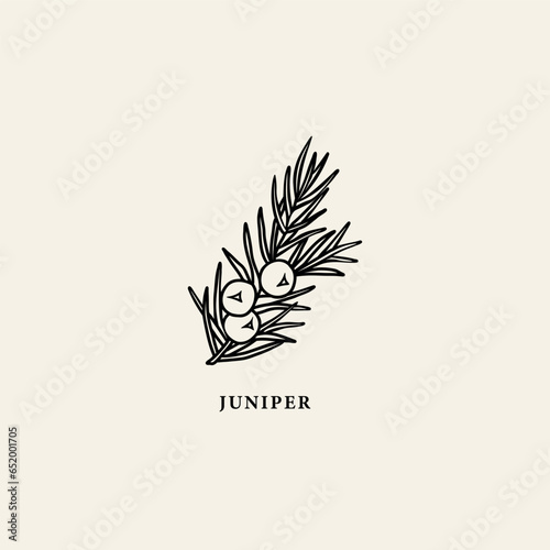 Line art juniper branch illustration