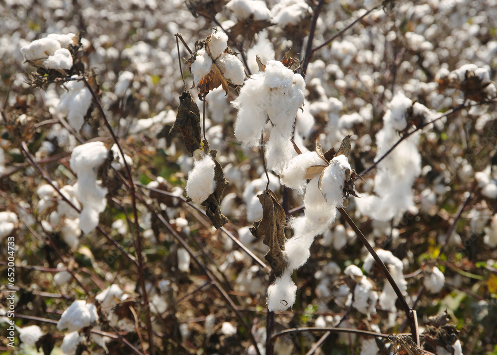 Cotton field ready for harvesting. Israel. Cotton field ready for harvesting. Israel.