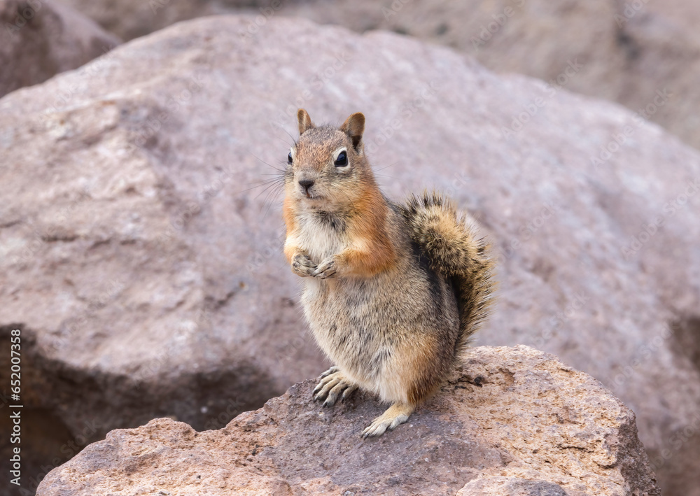 Golden Mantle Ground Squirrel 2 Golden Mantle Ground Squirrel 2