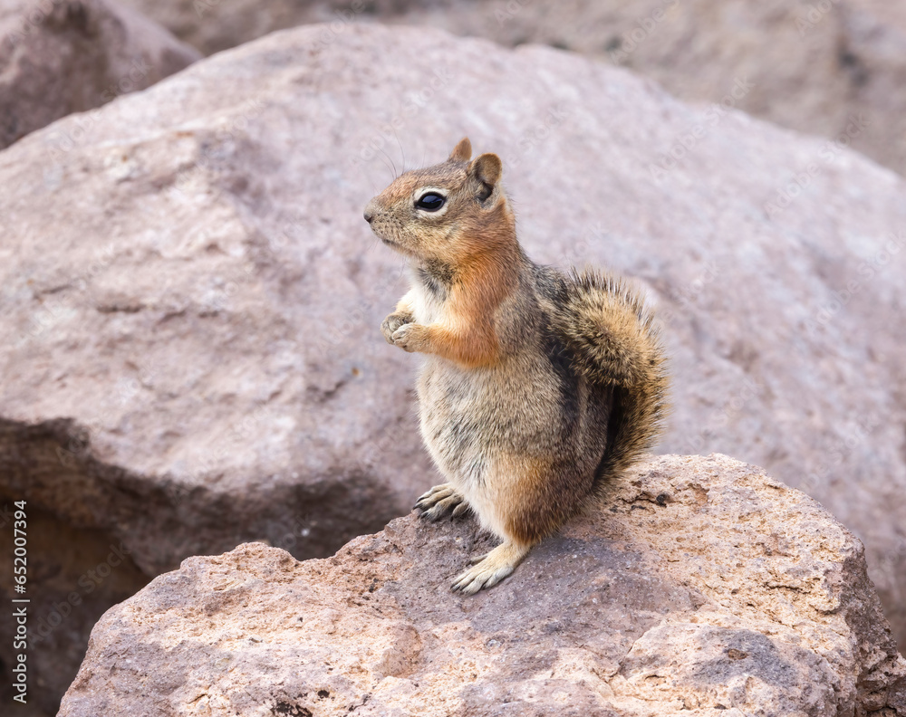 Golden Mantle Ground Squirrel 1 Golden Mantle Ground Squirrel 1