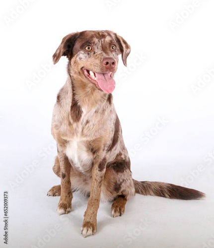beautiful sitting red merle australian shepherd labrador mixed dog portrait with psycho eyes and open mouth in the white studio