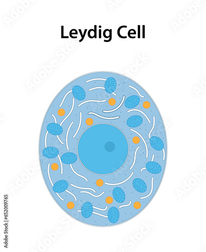 Leydig cell: A type of cell found in the testicles (testes) that is responsible for producing testosterone, the primary male sex hormone.