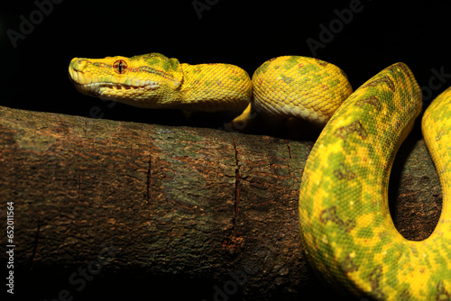 adult green tree python (Morelia viridis) from biak Island photo