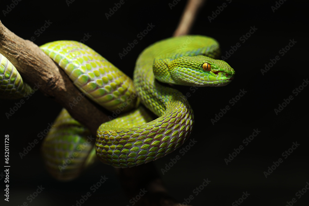 Adult male White-lipped pit viper (Trimeresurus albolabris) in black background Adult male White-lipped pit viper (Trimeresurus albolabris) in black background