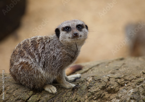 Cute meerkat on the lookout © Franz