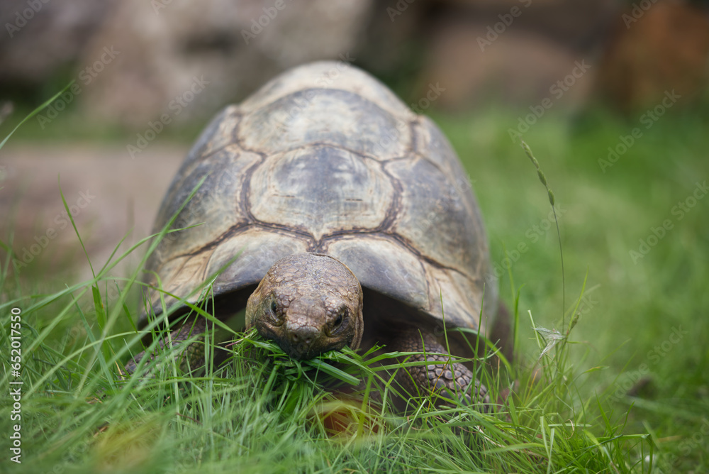Fototapeta premium Turtle on grass, front view, editorial, eating grass