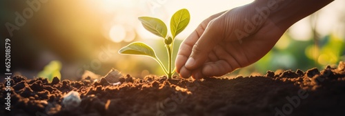 A Hand Planting A Seedling In A Garden Bathed In Sunlight This Image Embodies The Concepts Of Business Growth Profit Development And Success