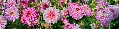 top card dahlias in pink and purple tones  with green leaves and flower buds