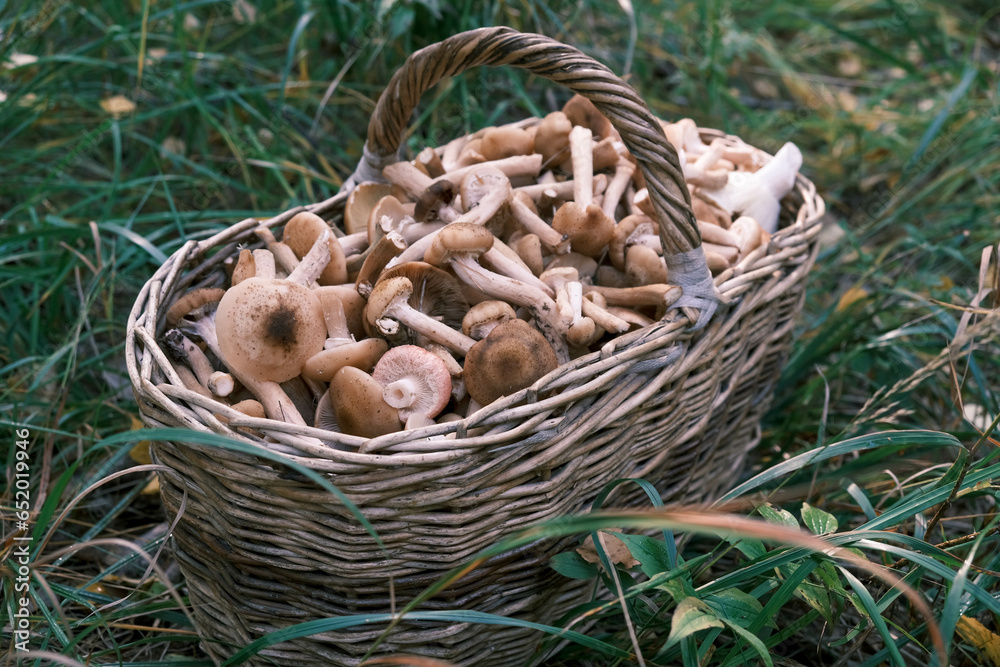 wicker basket full of mushrooms in the forest wicker basket full of mushrooms in the forest