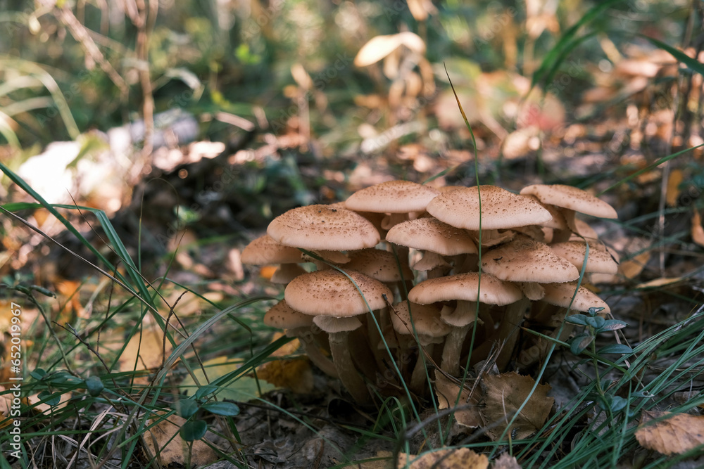 honey mushrooms growing in the forest under the rays of the sun
honey mushrooms growing in the forest under the rays of the sun