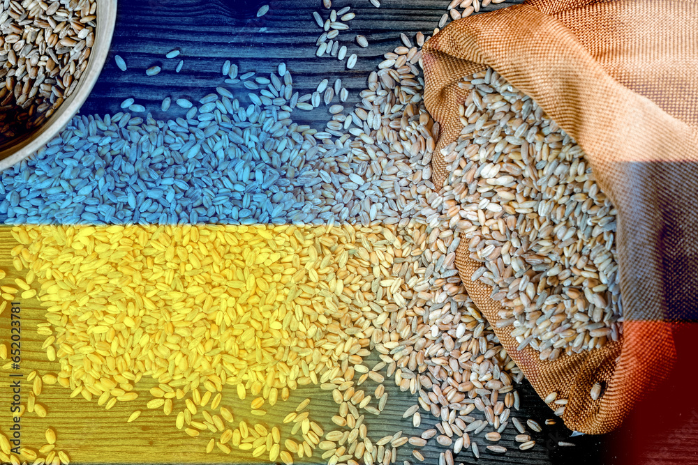 Wheat grains on the yellow and blue color table of Ukraine Ukrainian ...