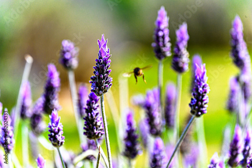 Bee pollinating on lavender flower with blurred background. selective focus 