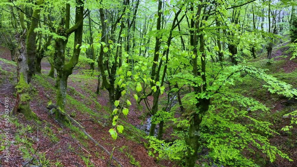 Beech forest in spring in the Hayal of Aloños. Municipality of Villacarriedo. Pas Valleys. Cantabria. Spain. Europe Beech forest in spring in the Hayal of Aloños. Municipality of Villacarriedo. Pas Valleys. Cantabria. Spain. Europe