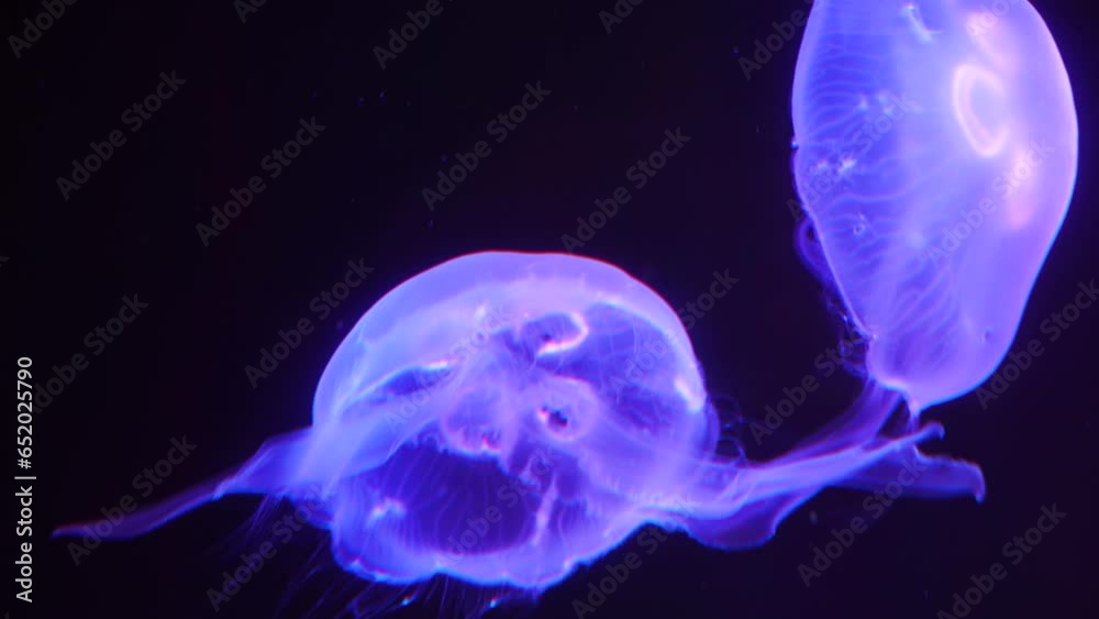 Hipnóticas Criaturas Marinas, Medusas en 4K Hipnóticas Criaturas Marinas, Medusas en 4K