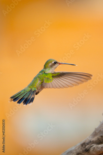 Colibrí pico ancho hummingbird