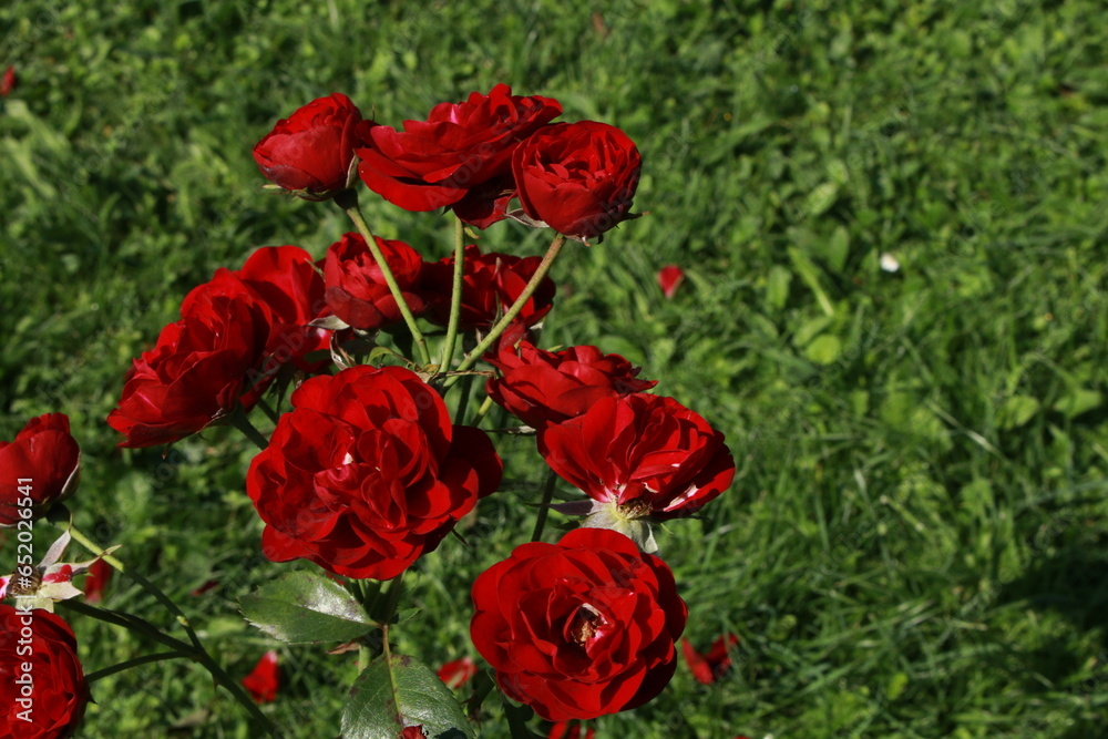 red roses in the garden red roses in the garden