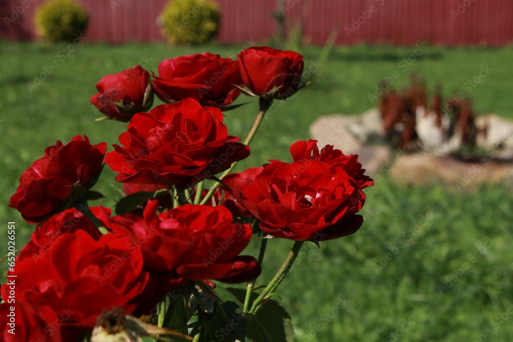 red roses in the garden