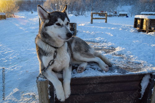 Husky dog at Kirkenes, Norway photo
