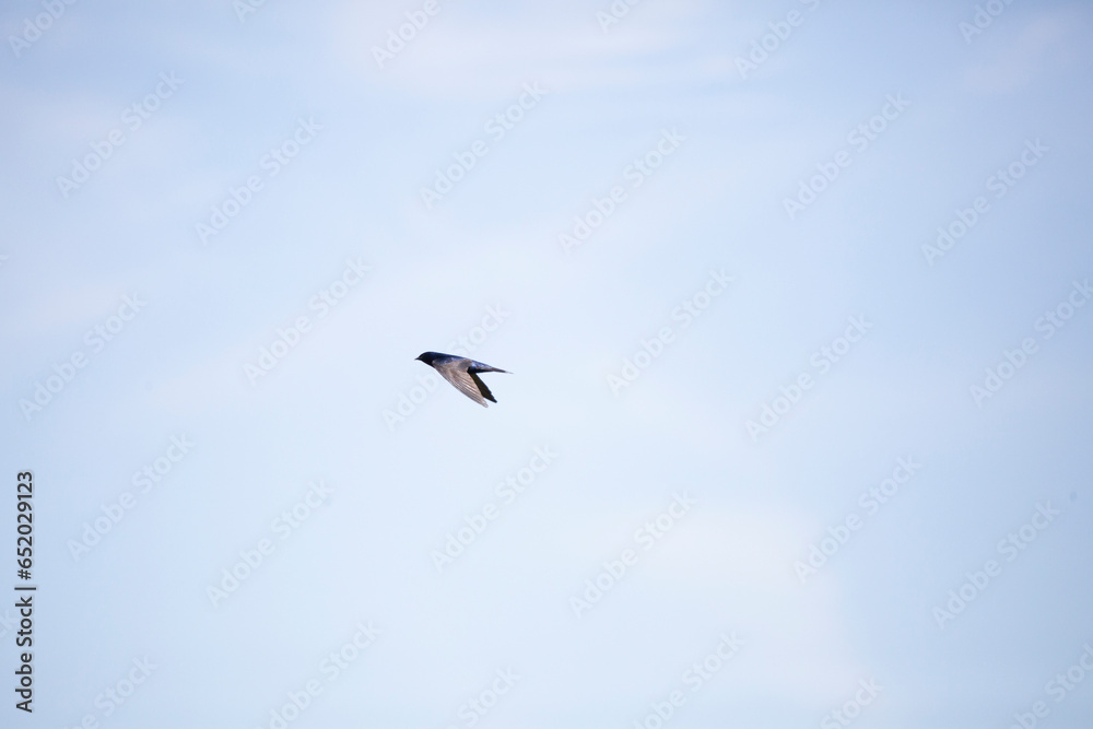 Purple Martin in Flight