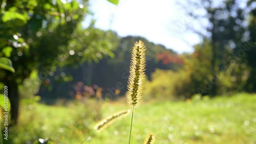 Foxtail weed at the evening sun2 photo