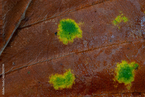 leaves on the ground