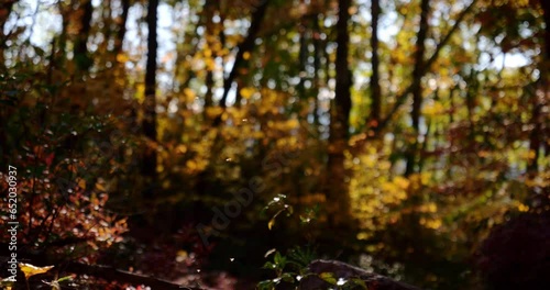 Autumn Flies on a sunny day