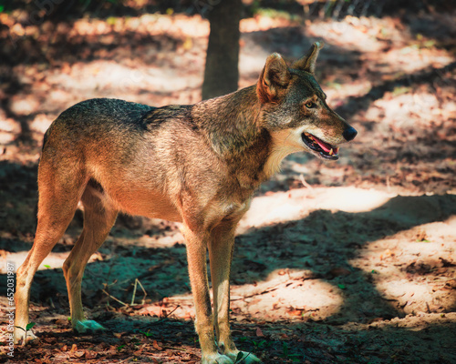 Red wolf in the wild