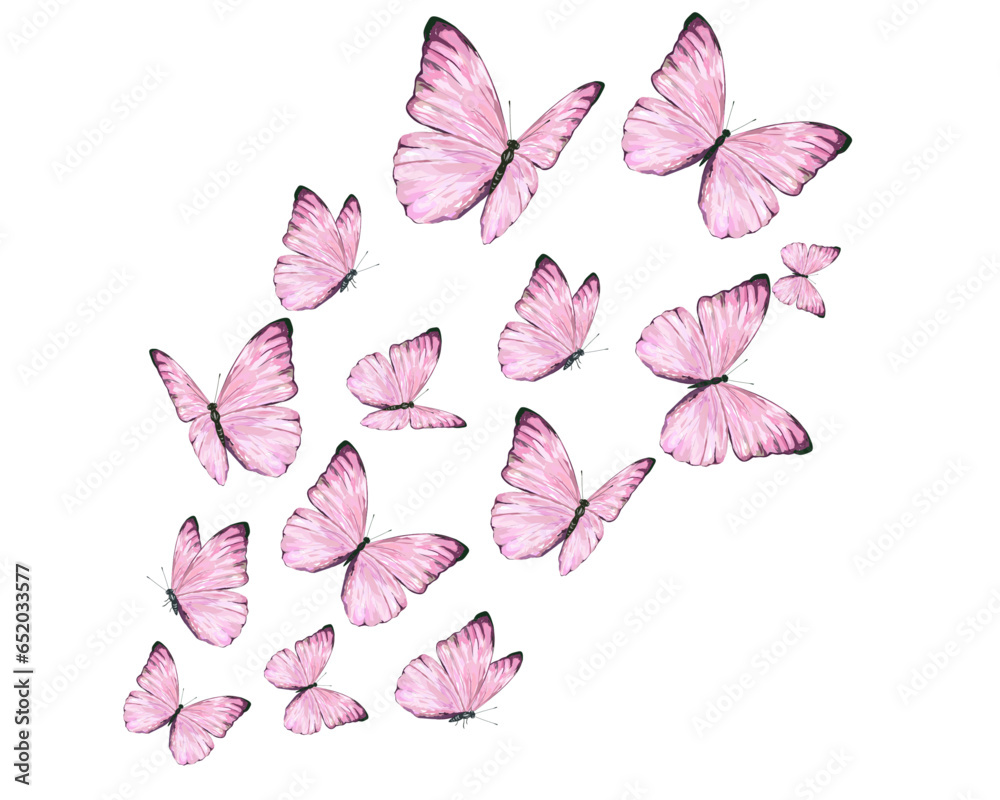 set of butterflies isolated on white set of butterflies isolated on white