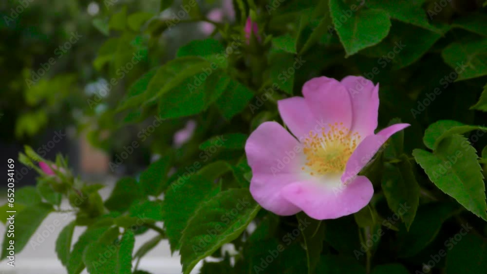Rosehip flower on a close-up bush. Small town street. Cars and pedestrians Rosehip flower on a close-up bush. Small town street. Cars and pedestrians