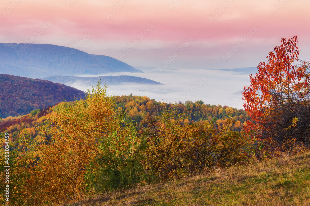 Fototapeta premium misty autumn sunrise in mountains. scenery with colorful trees on the hills in morning light. landscape rolling in to the distant valley full of fog