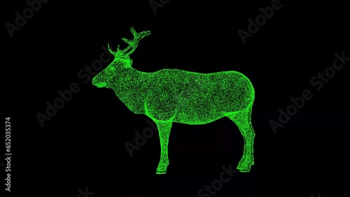 3D Old deer on black background. Zoo Park concept. Wild animals. Business advertising backdrop. For title  text  presentation. 3d animation.