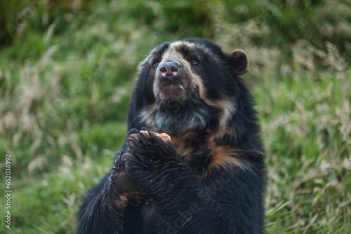 The Spectacled Bear, or Andean Bear, is the only species of bear in all of South America. Has white or yellowish spots around the eyes. In Peru, it can be found in both Andean and Amazonian regions. photo