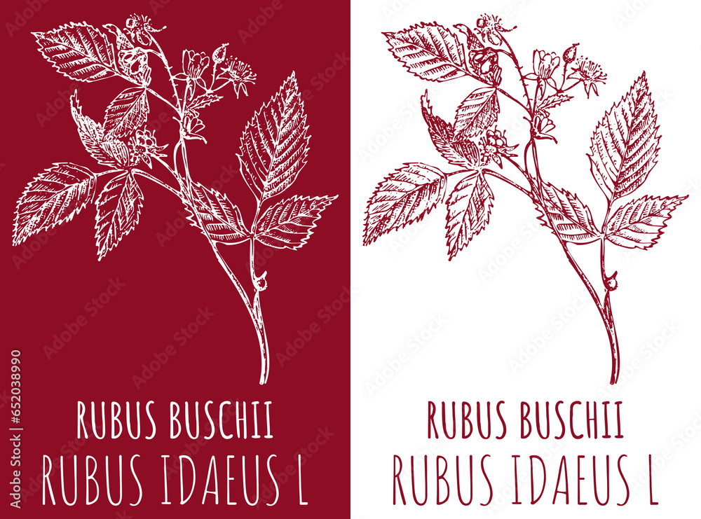 Drawings RED RASPBERRY . Hand drawn illustration. Latin name RUBUS IDAEUS L. - obrazy, fototapety, plakaty 
