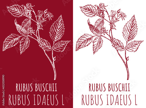 Drawings RED RASPBERRY . Hand drawn illustration. Latin name RUBUS IDAEUS L.