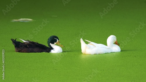 A flock of ducks swimming gracefully in a duckweed covered lake. The duckweed creates a vibrant green carpet on the water surface. The scene is peaceful and serene, and the ducks are a beautiful sight